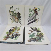 The Audubon Folio Bird Prints - 17" x 14"