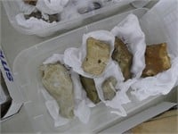 Container of fossils