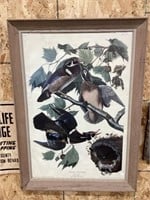 Audubon Summer or Wood Duck Framed Print, Frame
