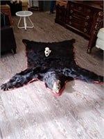 5 1/2 ft Alaskan brown bear rug with skull and