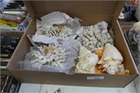Large box of coral and conch shells