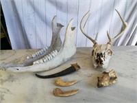 Skulls, Bones, Jaws, & Horns