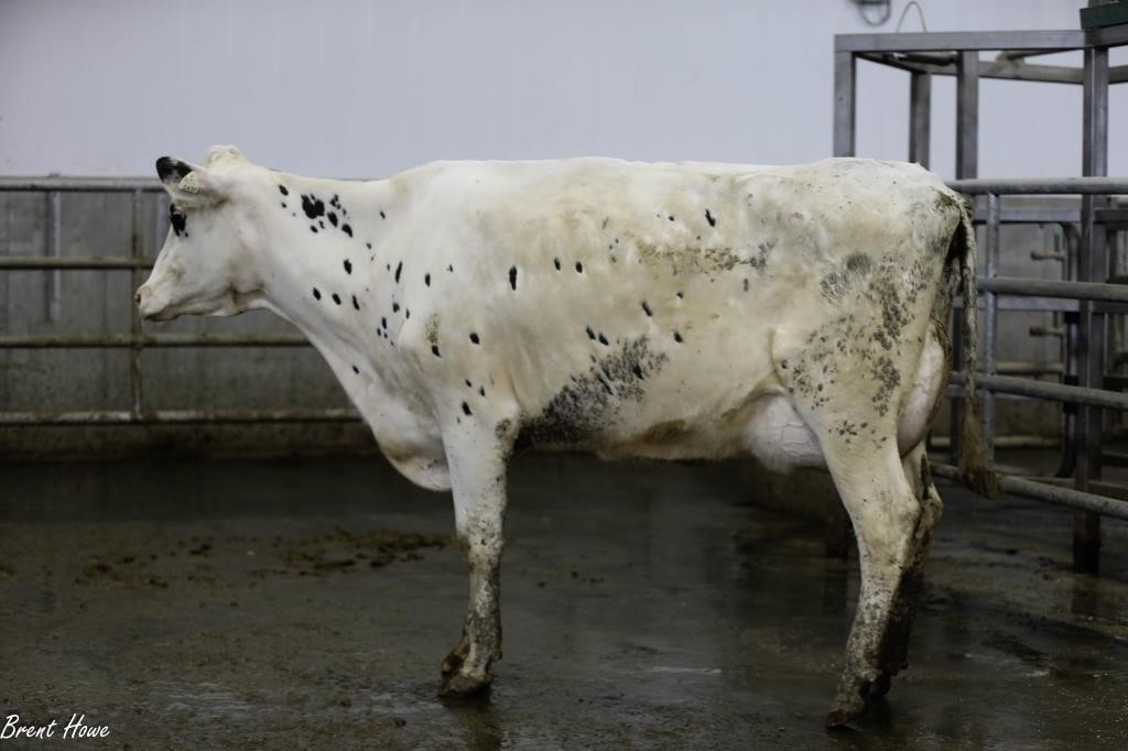 Walker Dairy Inc. - Monthly Auctions - April 26, 2024