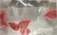 Glofish Pink