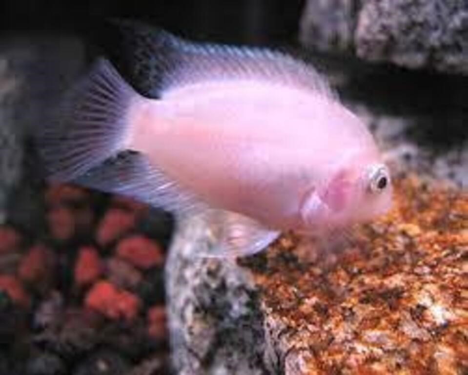 Pink Convict Fish