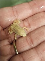 Platinum Dwarf Clawed Frog