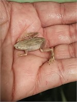 Platinum Dwarf Clawed Frog