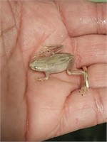 Platinum Dwarf Frog