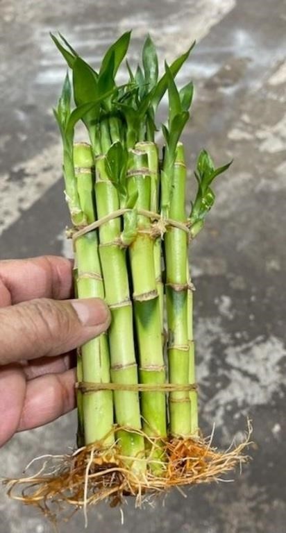 6" Straight Bamboo