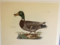 Common Wild Duck Male Plate L