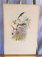 John Gould Original Lithograph Hummingbirds