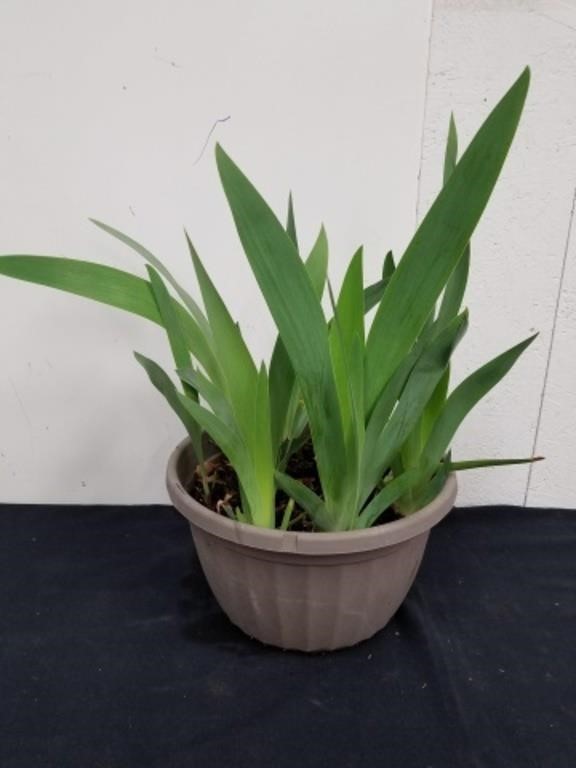 Planter pot with irises