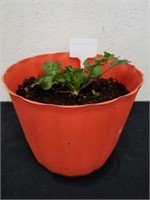 Planter pot with cilantro