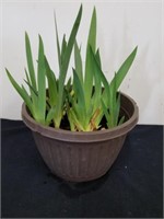 Planter pot with irises what