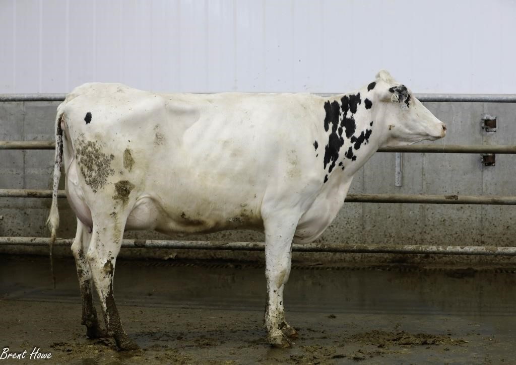 Walker Dairy Inc. - Monthly Auctions - April 26, 2024
