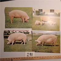11 Complete Sets of These Four Pig Photos