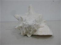 10" Queen Conch Shell
