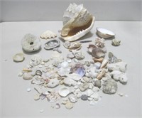 Sea Shells Largest 7"x 6"x 6"