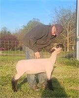 Royal Star Shropshire Spring Ewe Lamb