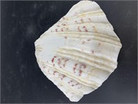 7" Sea shell half