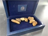 Collection of fossilized walrus teeth in a US mint