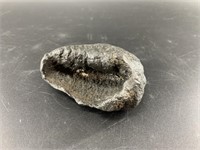 Ancient black fossilized whale's eardrum, est reta