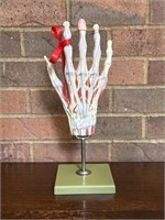 Somso Mid Century Anatomical Hand Model