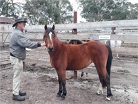 (VIC) WELSH MOUNTAIN PONY X FILLY