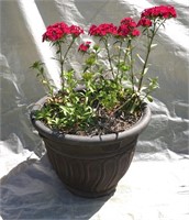 live flower in pot perennial