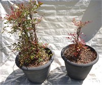 two bushes in pots