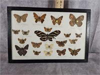 PRESERVED DRIED BUTTERFLY DISPLAY 12" x 8.5"