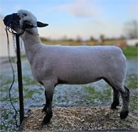Elsbury 23-044 Shropshire Yearling Ewe Lamb