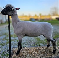 Noble 78 Shropshire Fall Ewe Lamb