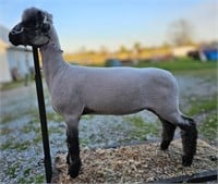Noble 80 Shropshire Spring Ewe Lamb