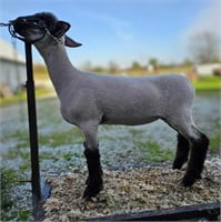 Elsbury 24-082 Spring Ewe Lamb