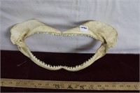 Shark Jaws / Teeth