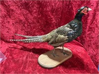 Large Mounted Pheasant Taxidermy