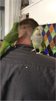 Quaker parrots bonded pair
