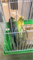 Young pair parakeets