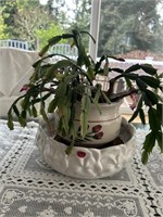 Easter Cactus,  dining room