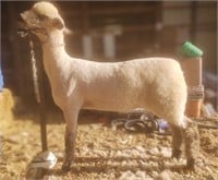 Elsbury Oxford Spring Ewe Lamb