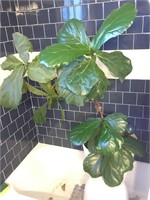 Approx 36" Tall Fiddle Leaf Fig House Plant