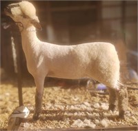 Elsbury 24-001 Oxford Spring Ewe Lamb