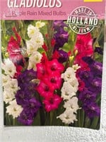 Gladiolus 5purple Rain mixed Bulb
