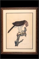 Carroll Sargent Tyson Lithograph - Coopers Hawk