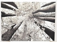 Large 3' x 4' Photo Print on Canvas Tree Trunks &
