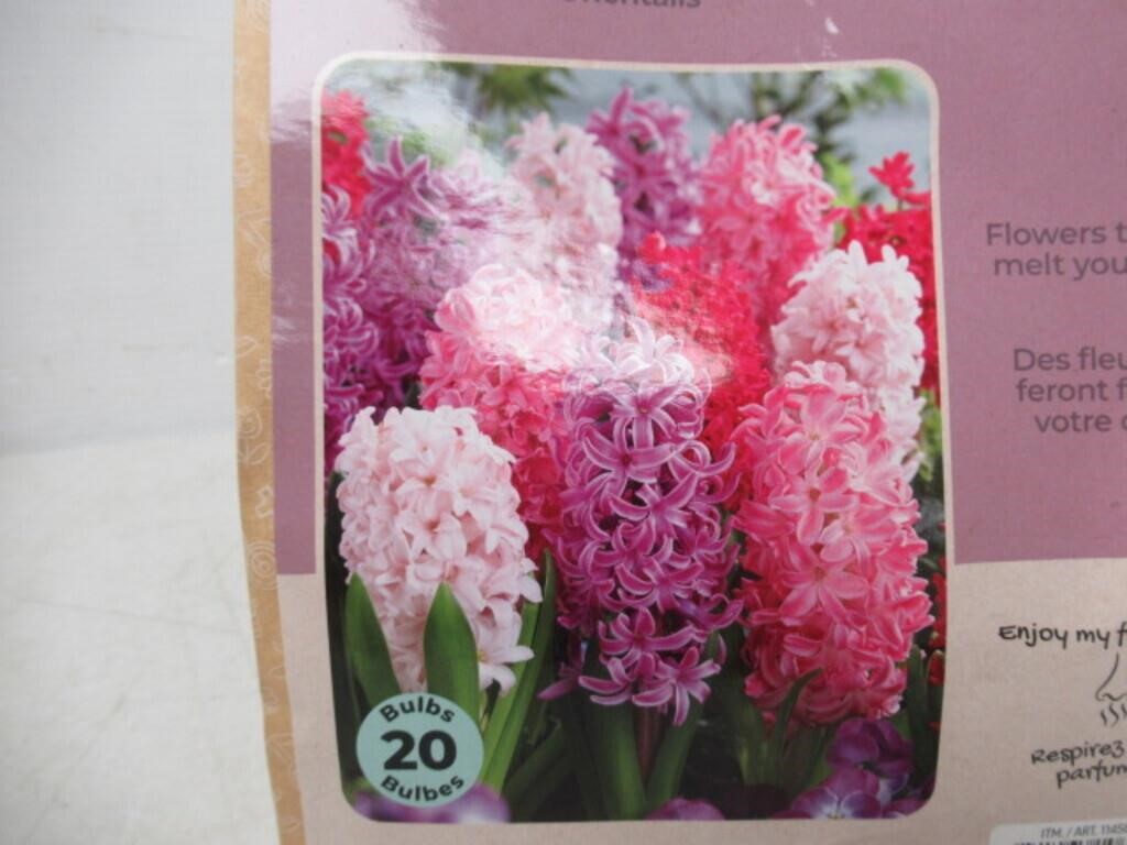 20-Pk Tasc Hyacinthus Orientalis Pink Shades