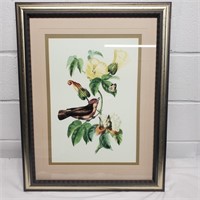 George Cuvier Exotic Birds Print   - T