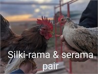 Pair-Serama Bantam- Silky Roos, Smooth Hen