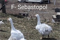 1 Unsexed,1 Hen-Sebastapol Geese- 2024 hatch